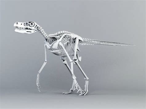 max $ 49 317. . Velociraptor skeleton 3d model free